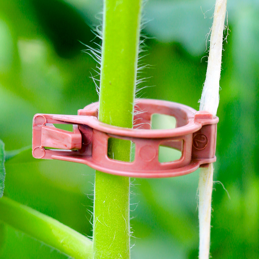 BIO-Tomatenclip hält den Pflanzenstängel ohne ihn zu quetschen.